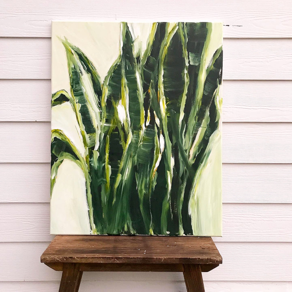 snake plant