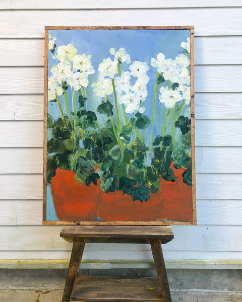 white geraniums in pots