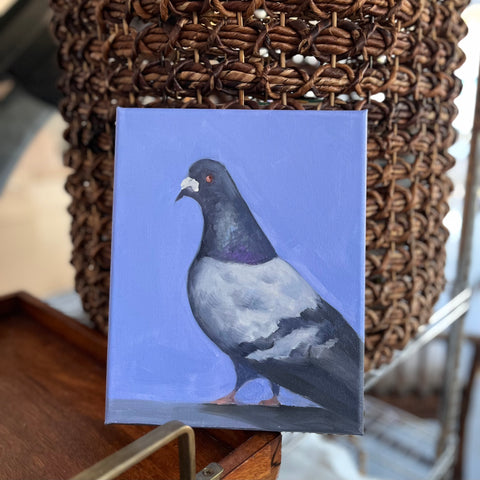 Not a dove ( pigeon)