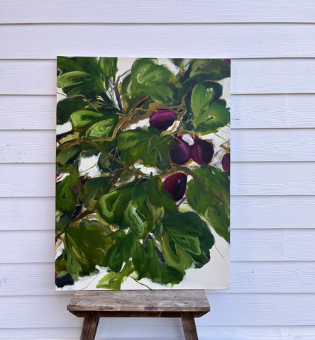 fig tree