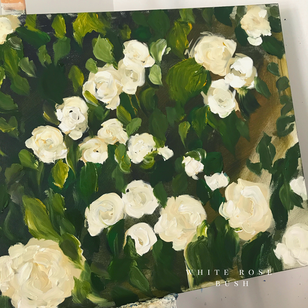 White rose bush